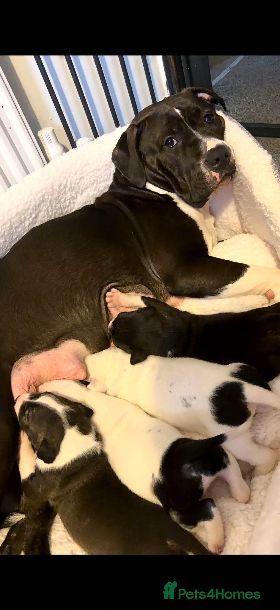Mixed Breed dogs mastiff cross staffy  - Advert 17