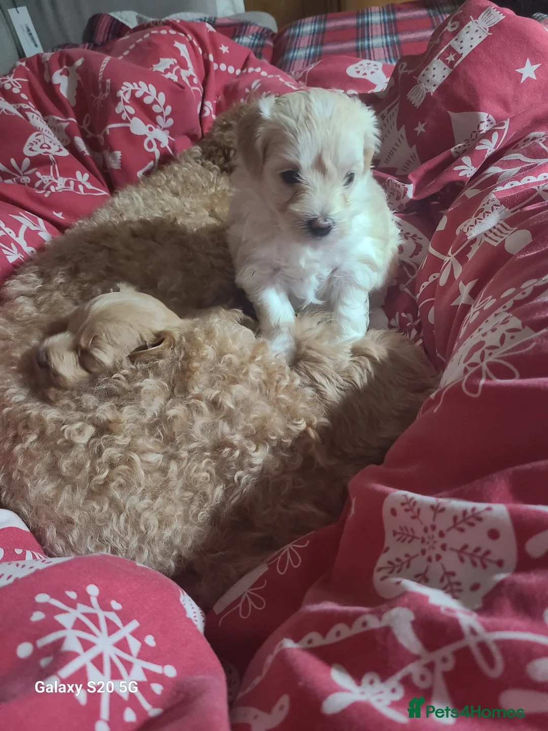 Maltese dogs for stud: Maltese kc champion lines health tested  for Stud  - Advert 18