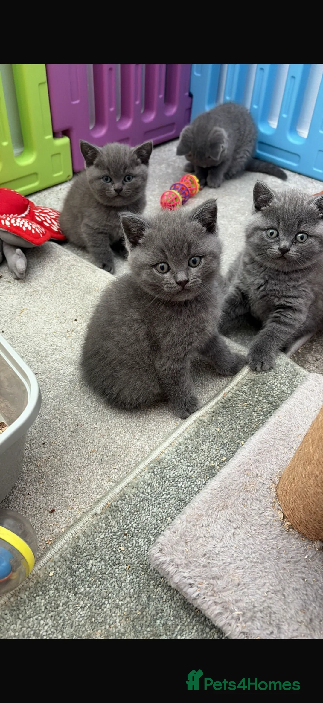 British Shorthair cats for sale: Female British shorthair  - Advert 2