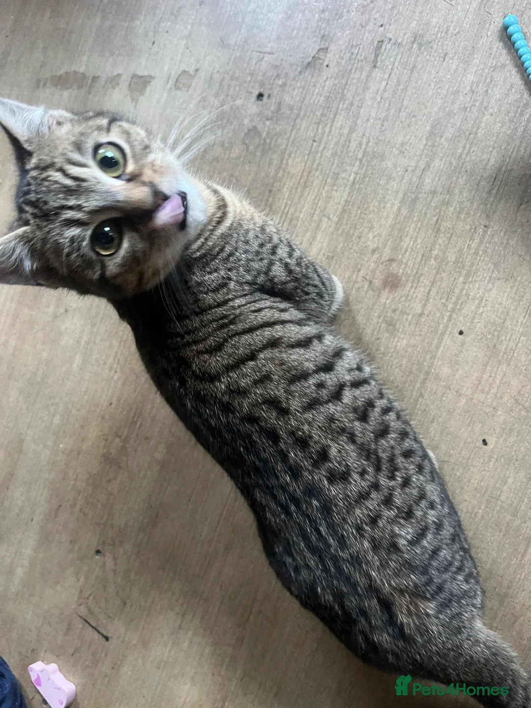 Bengal cats for sale: Bengal kittens  - Advert 13