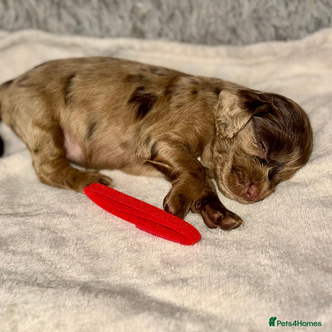 Cocker Spaniel dogs for sale: 🐶THE 8 MISFITS of SHEER BEAUTY🐶 - Advert 10