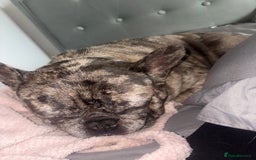 French Bulldog dogs for sale: Frenchie in need of a loving home - Advert 4