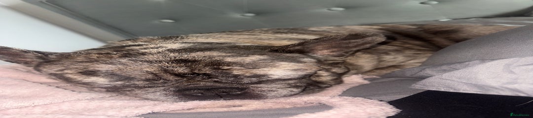 French Bulldog Puppy 1