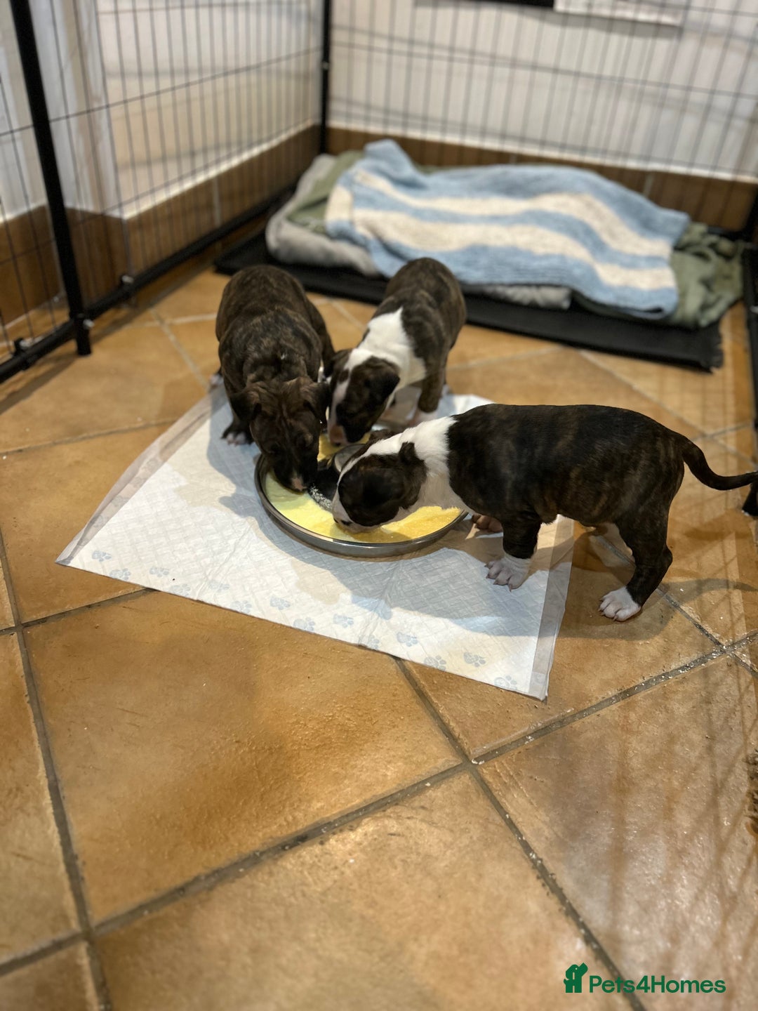 Bull Terrier dogs for sale: Lovely big boned bull terrier  - Advert 9