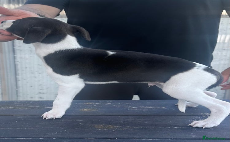 Whippet dogs - Advert 2