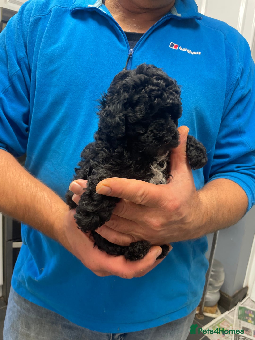 Toy Poodle dogs for sale: PEDIGREE TOY POODLES PRA CLEAR  - Advert 18