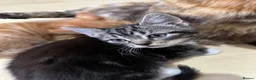 Domestic Shorthair cats for sale: cute Kittens Looking for Their Forever Homes 🐾 - Advert 20