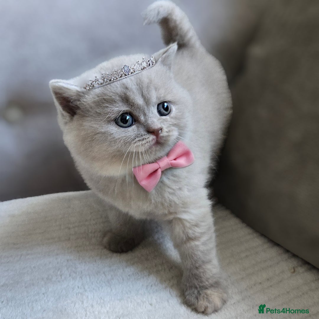 British Shorthair cats for sale: British Short-hair Kittens *One female avaliable!* in Newtownabbey - Image 17