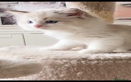 Ragdoll cats for sale: INDOOR TWO MALE GCCF REGISTERED RAGDOLL KITTENS - Image 37