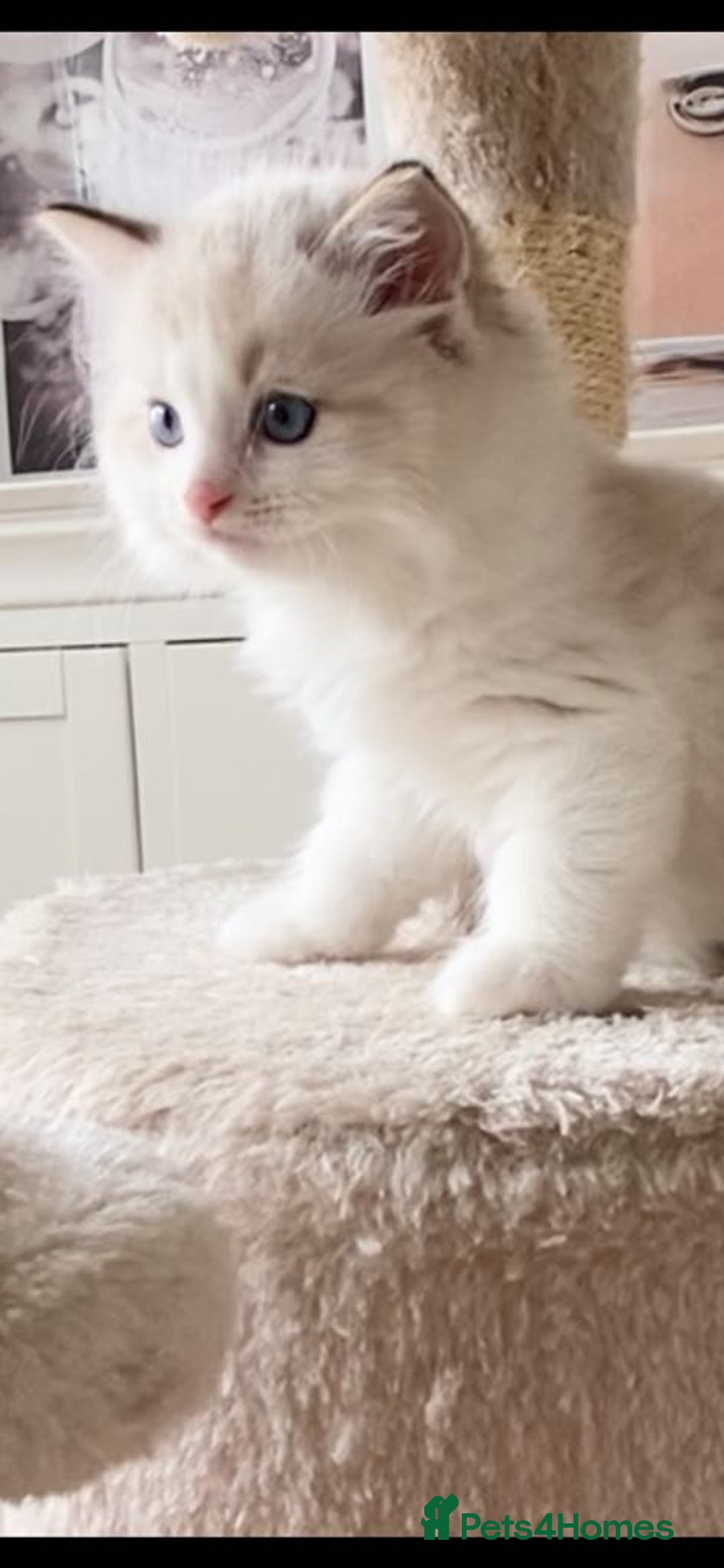 Ragdoll cats for sale: INDOOR TWO MALE GCCF REGISTERED RAGDOLL KITTENS - Image 37