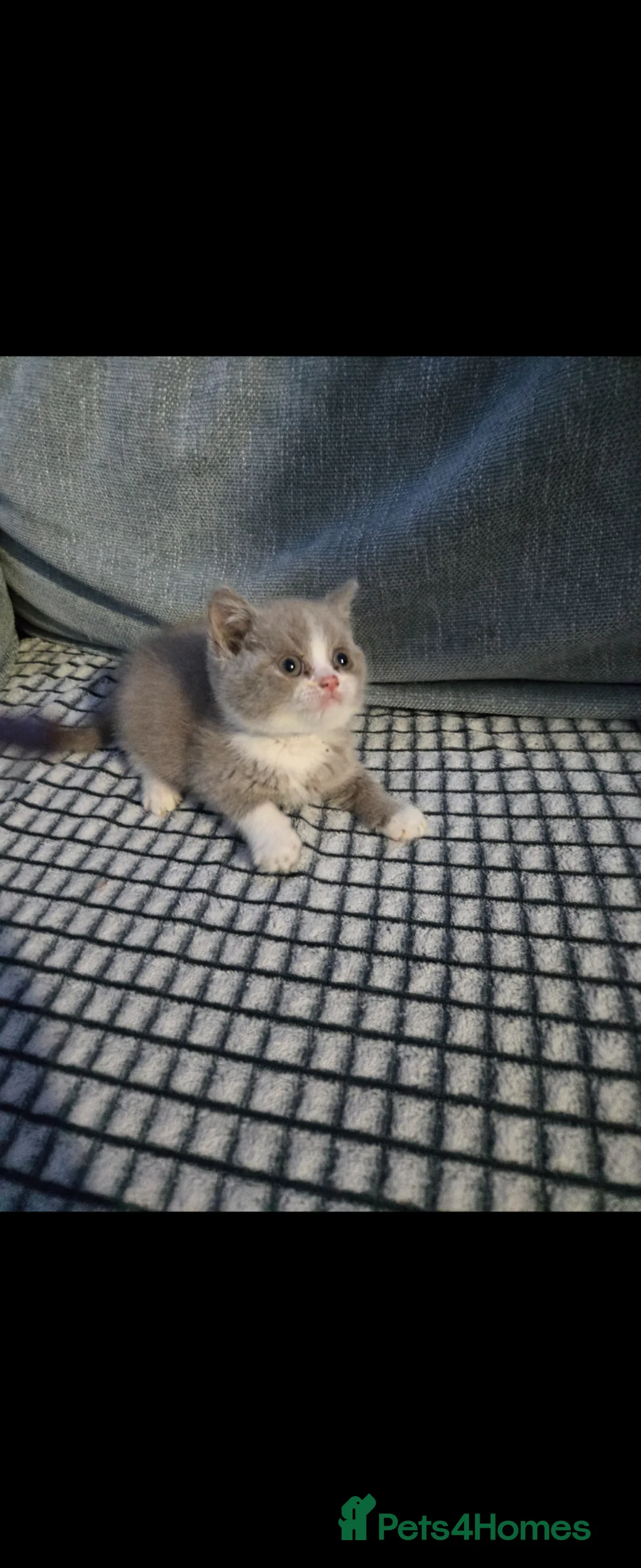 British Shorthair cats for sale:  british shorthairs ready now 2 boy 1 gril - Advert 2