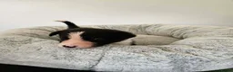 Border Collie dogs for sale: Border Collie Puppies - Advert 9