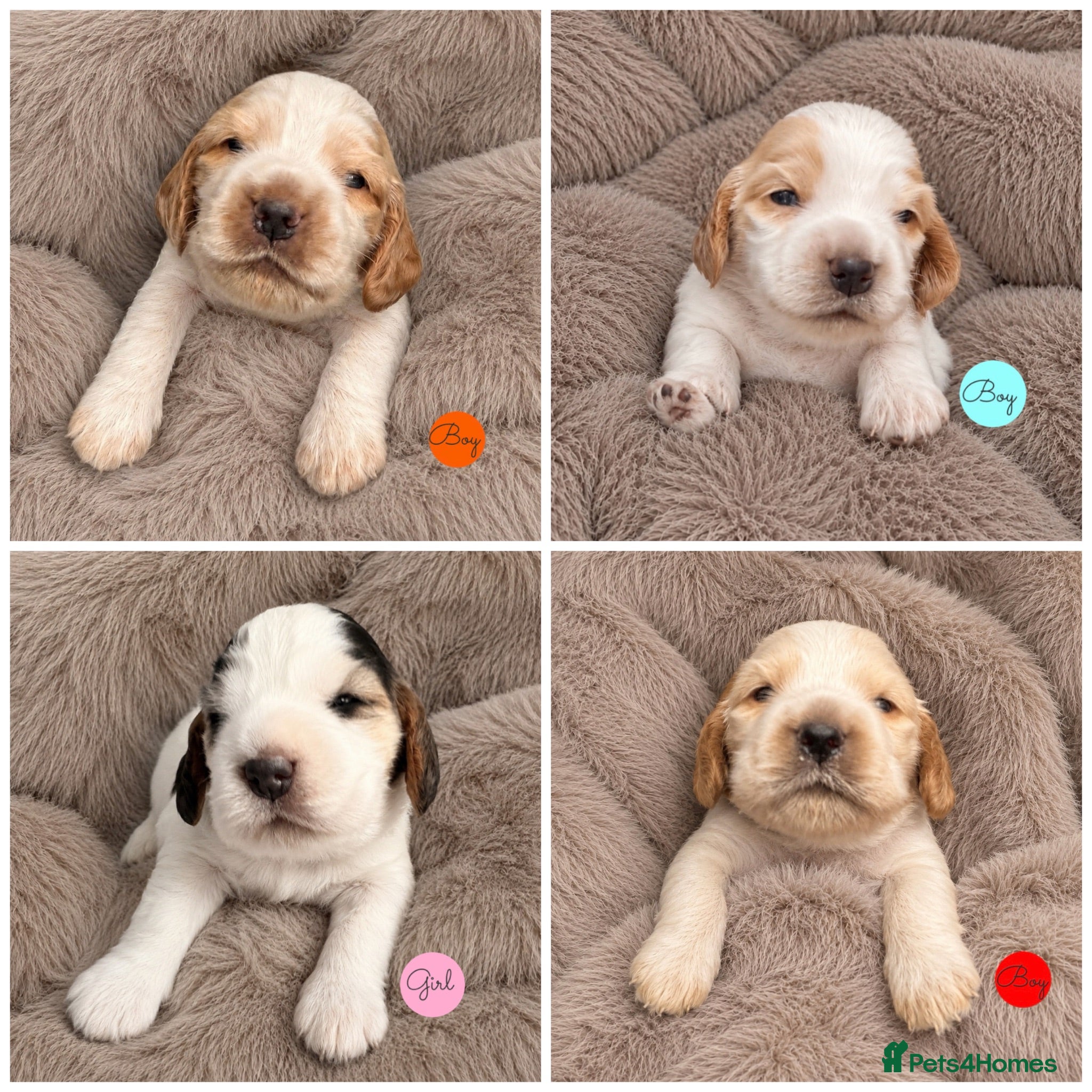 Cocker Spaniel dogs KC Show Cockers: Licensed/Health Tested/Ready 8Oct - Advert 8