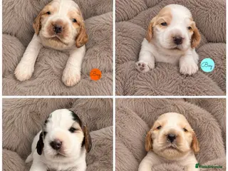 Cocker Spaniel dogs KC Show Cockers: Licensed/Health Tested/Ready 8Oct - Advert 8