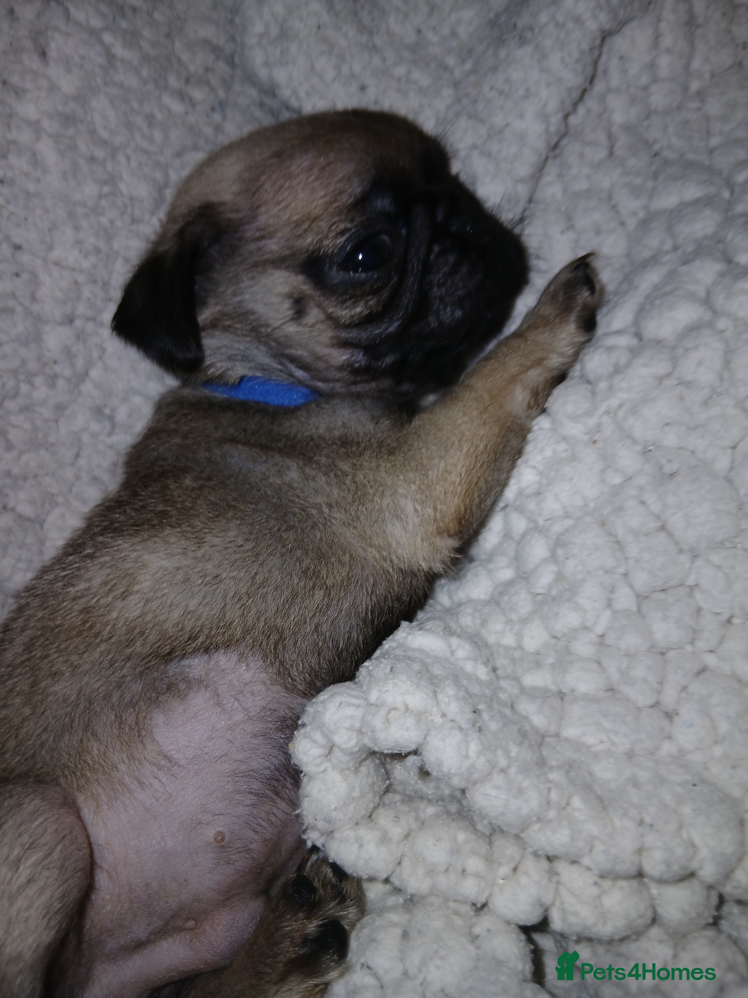 Pug dogs Loving little boy - Advert 8