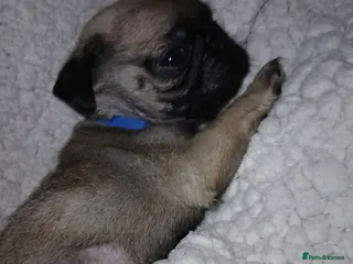 Pug dogs Loving little boy - Advert 8