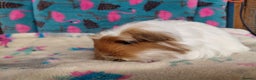 Guinea Pig rodents for sale: Baby Longhaired/ Longhaired Retired Young Adults. - Advert 2