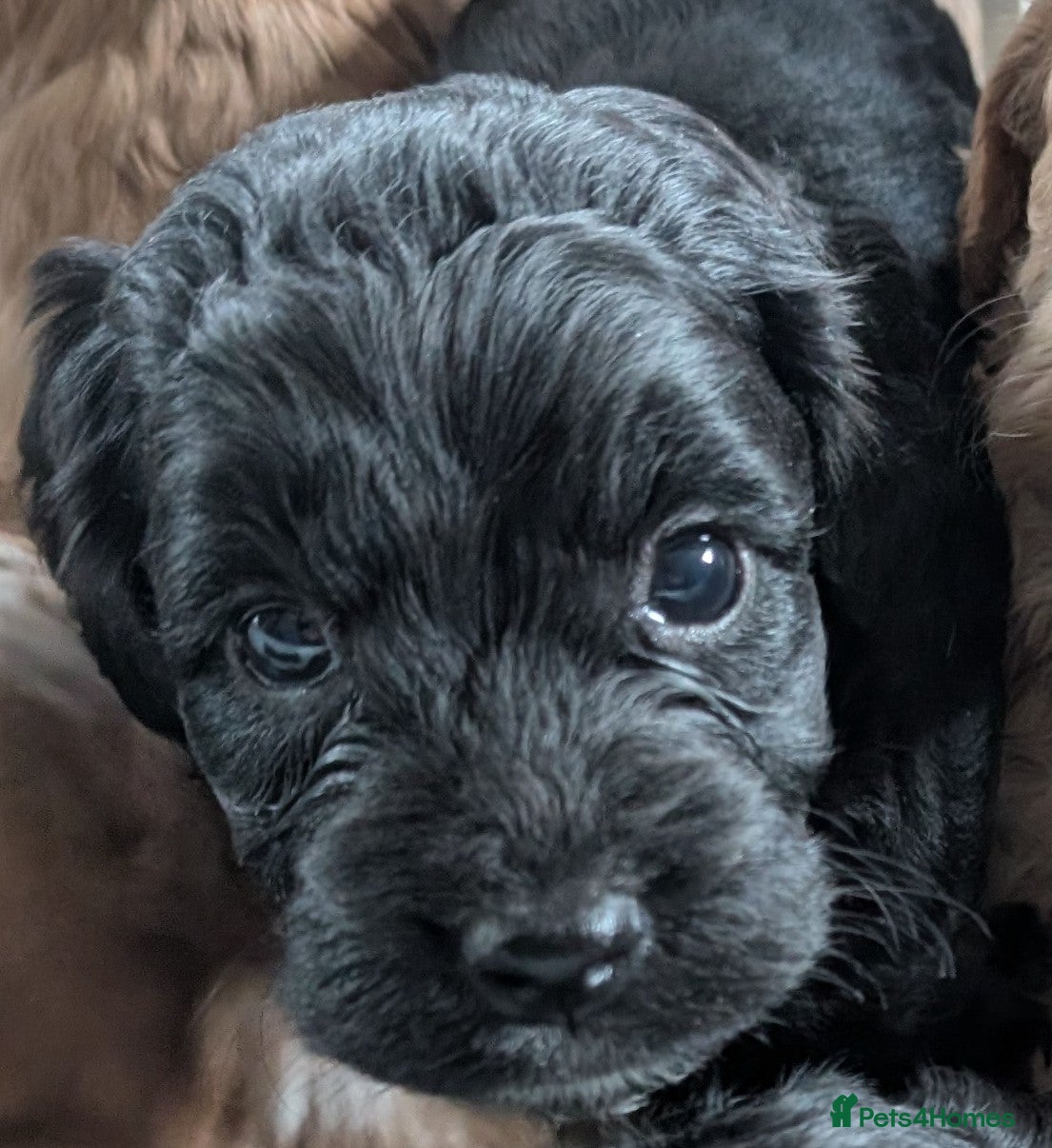 Cockapoo dogs Licensed breeder, health tested F1 cockapoo pups - Advert 10