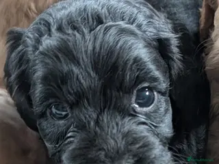 Cockapoo dogs Licensed breeder, health tested F1 cockapoo pups - Advert 10