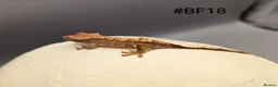 Gecko reptiles for sale: Harlequin Partial Pin Crested Gecko CB26 - Advert 4
