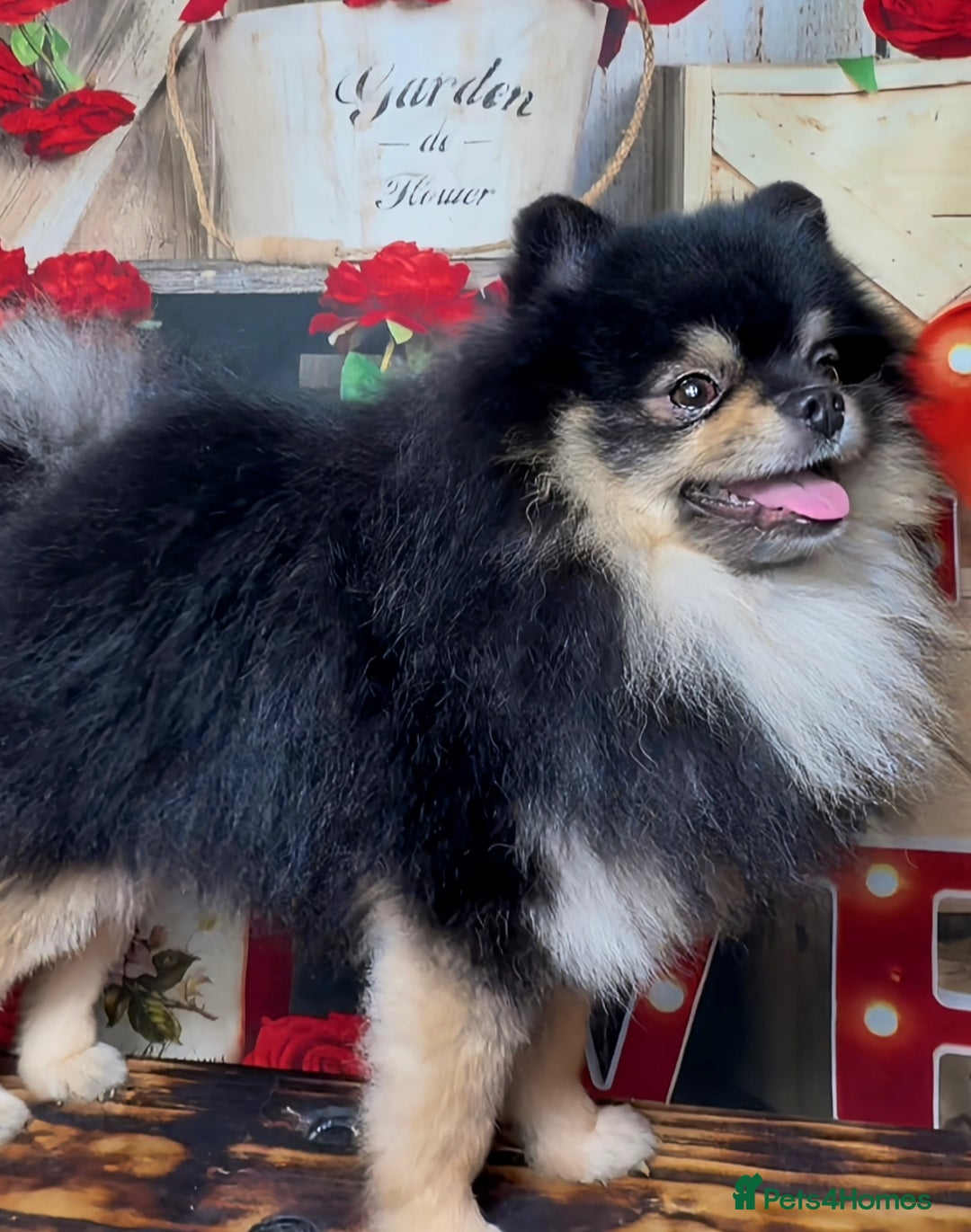 Pomeranian dogs for stud: Gorgeous Teddy bear tri coloured stud - Advert 3