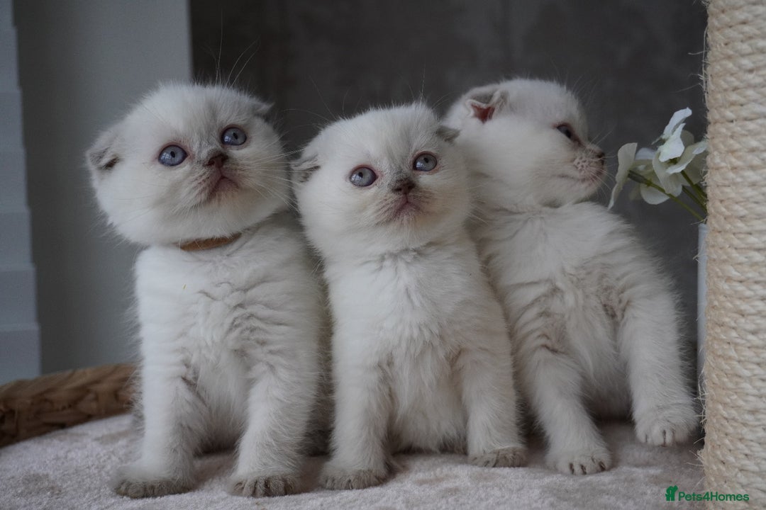 Scottish Fold cats for sale: ❣️Scottish Fold Kittens❣️ - Advert 9