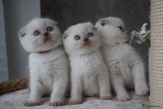 Scottish Fold cats - Advert 2