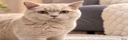 British Shorthair cats for sale: 100% PURE champion bsh kitten  - Advert 7