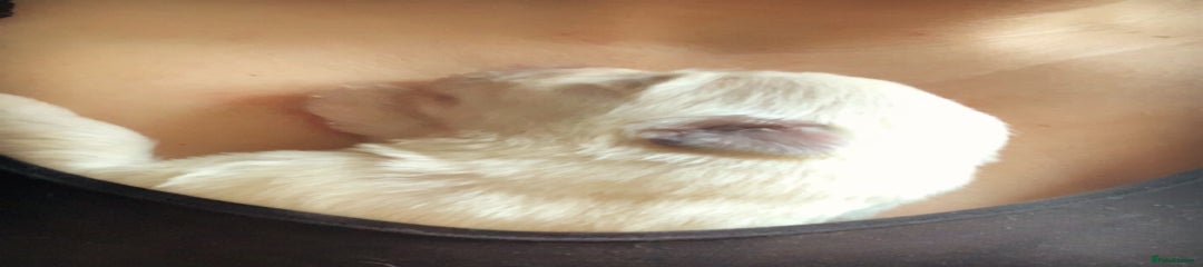 German Shepherd Puppy 1