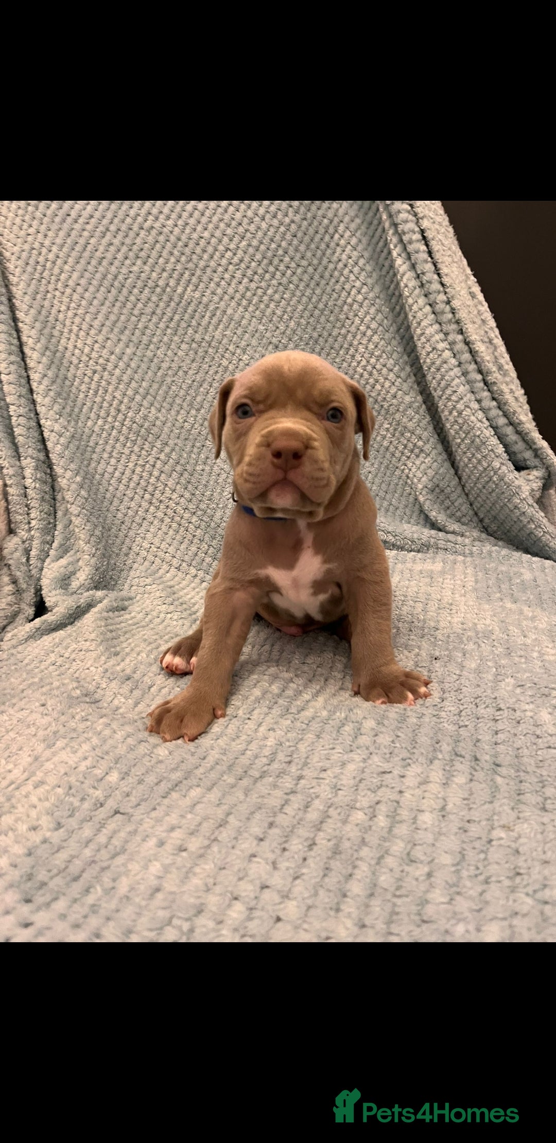 Mixed Breed dogs for sale: Staffy mixed  - Advert 2