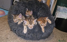 Bengal cats for sale: Bengal Kittens  - Image 16