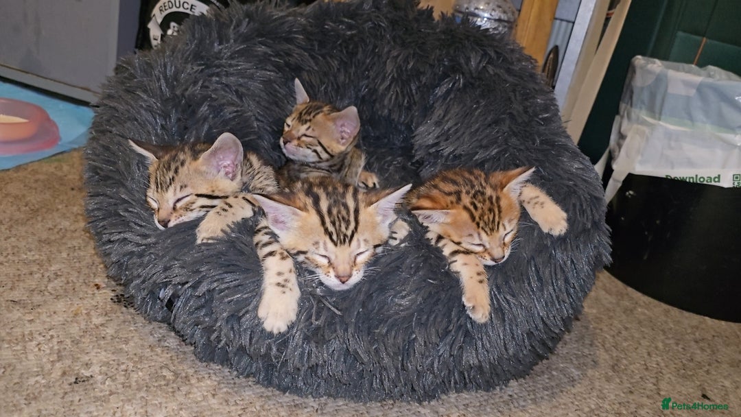 Bengal cats for sale: Bengal Kittens  - Image 16