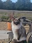 Ragdoll cats 🐾 🐾Beautiful Home-Reared Ragdoll Kittens 🐾 🐾 - Advert 1