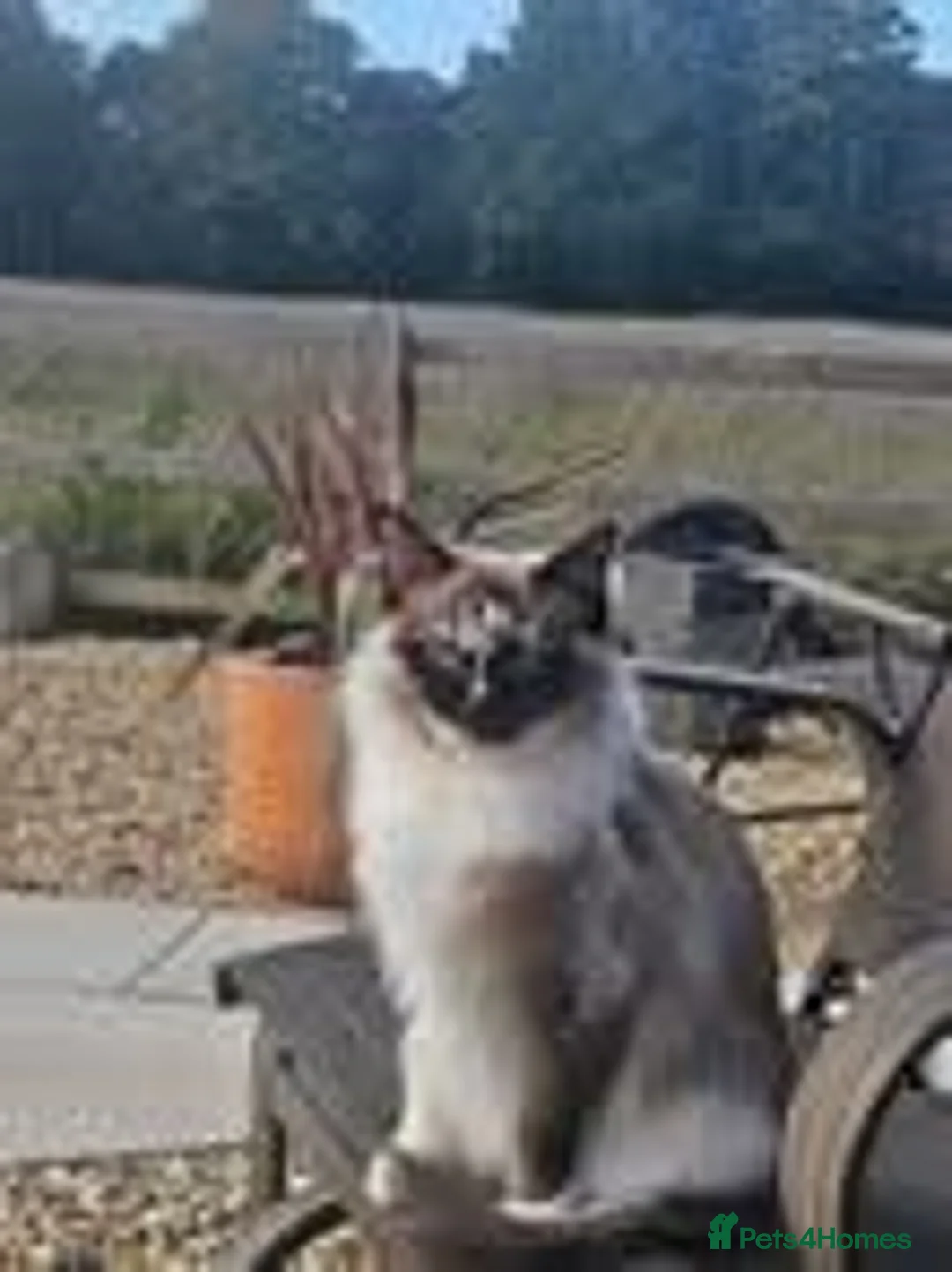 Ragdoll cats for sale: 🐾 🐾Beautiful Home-Reared Ragdoll Kittens 🐾 🐾 in Warrington - Advert 1