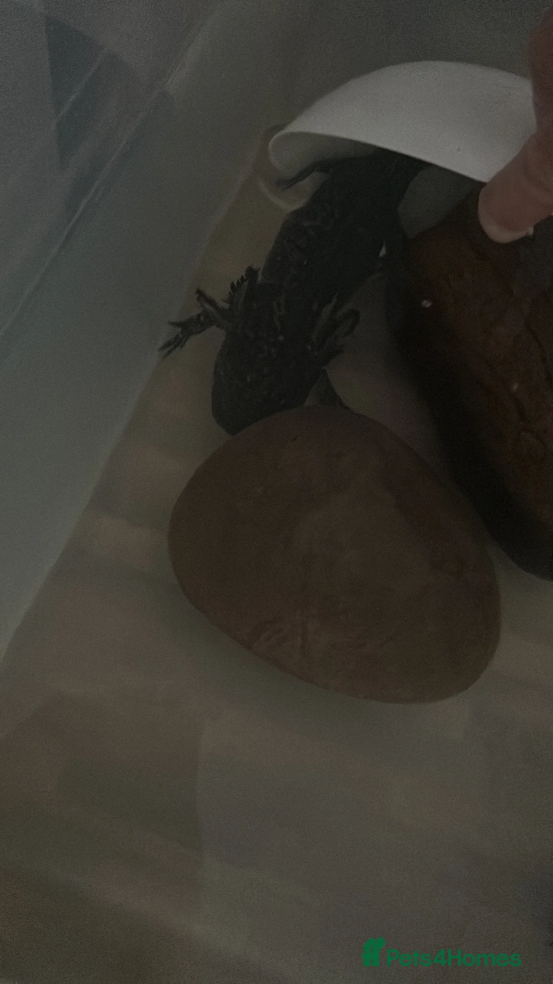 Other/Mixed Breed fish for sale: Axolotls  in Stoke-on-Trent - Advert 2