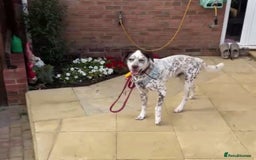Mixed Breed dogs for sale: Male Dalmatian / husky dog  - Image 5