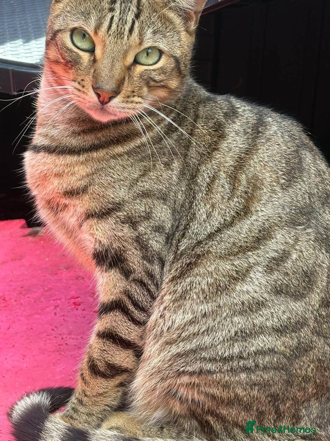 Mixed Breed cats for sale: Monster aged 2 - Advert 2