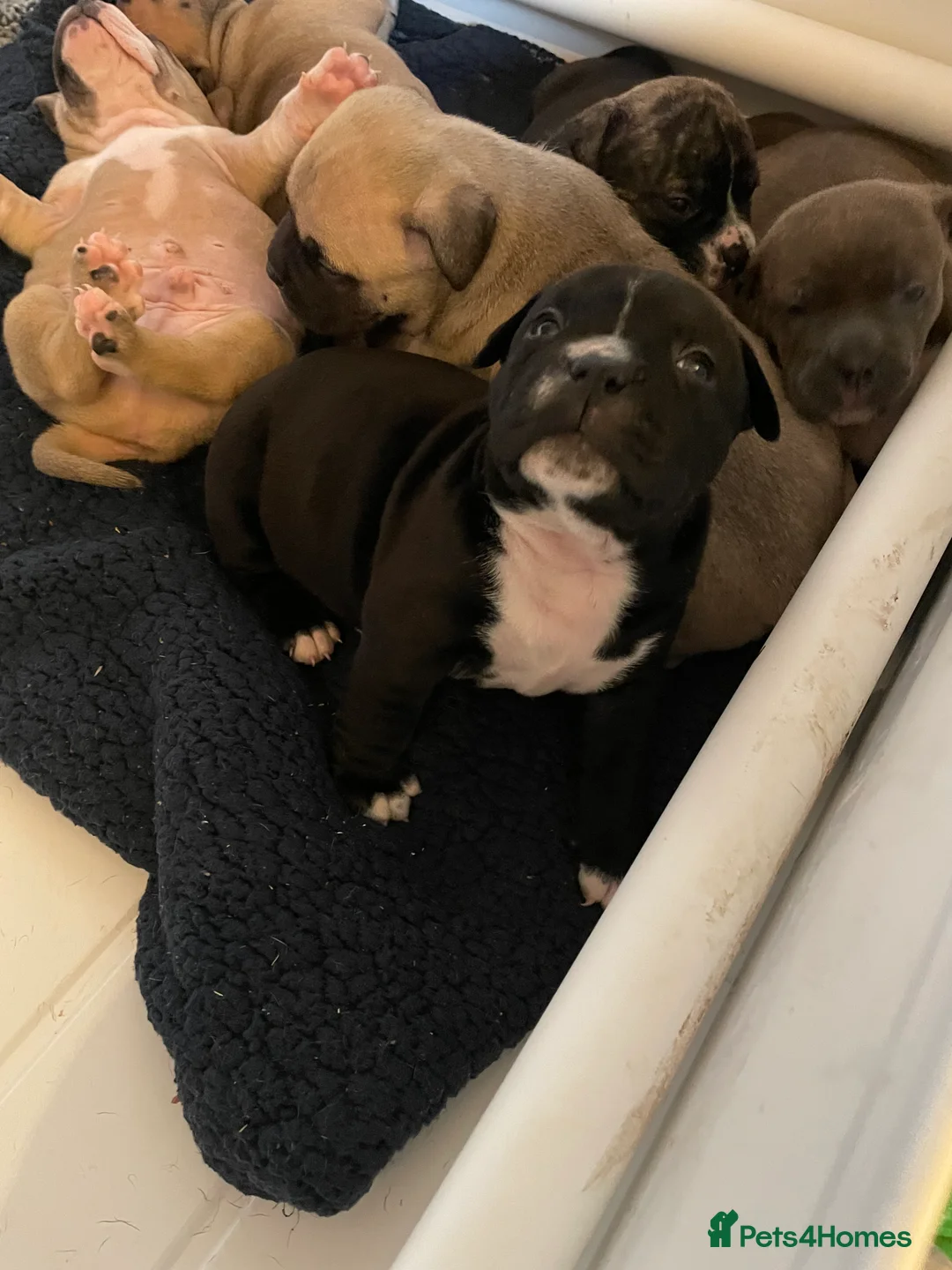 American Bully dogs for sale: ⭐️ 3/4 stunning Pocket bullys mix of colours ⭐️ - Advert 22