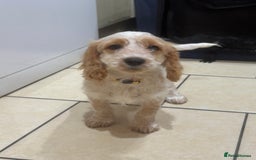 Cockapoo dogs for sale: 5🌟licensed breeder F1 Cockapoo's - Image 5