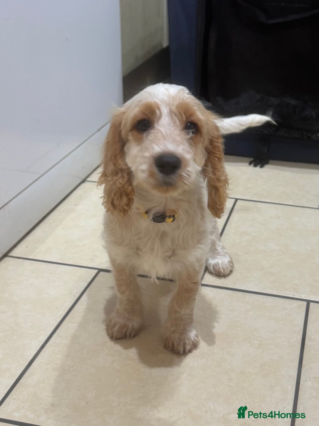 Cockapoo dogs for sale: 5🌟licensed breeder F1 Cockapoo's - Image 5