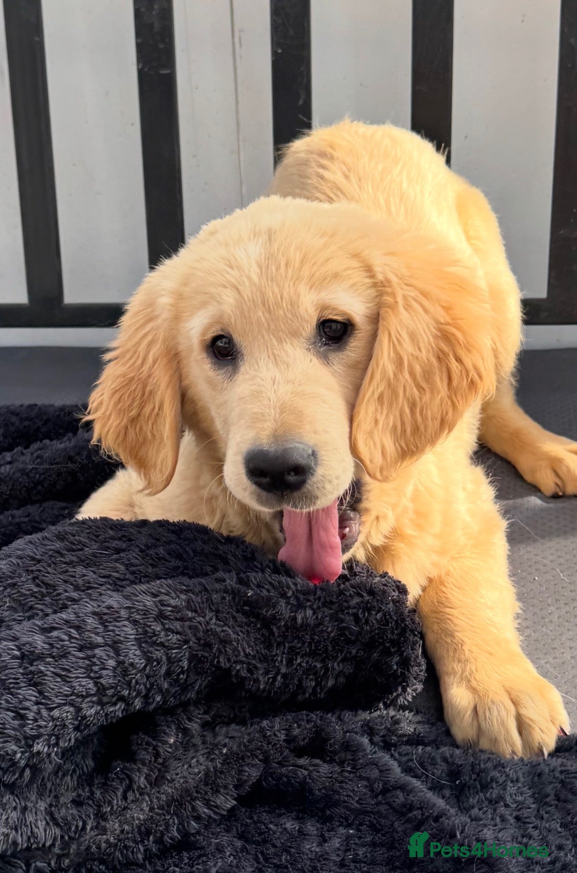 Golden Retriever dogs Health tested DNA happy KC puppies - Advert 1
