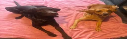 Labrador Retriever dogs for sale: 7 Labrador Puppies  in Reading - Advert 20