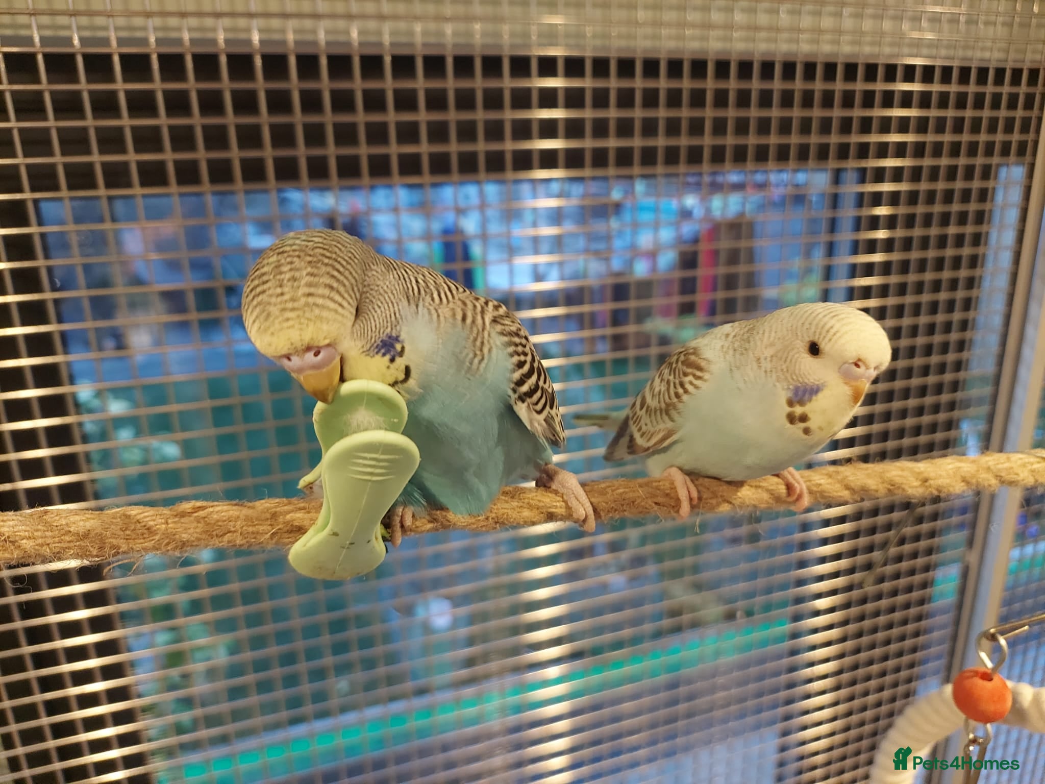 Budgerigars birds Hand tamed Budgies - Advert 1
