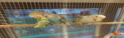 Budgerigars birds for sale: Hand tamed Budgies - Advert 1
