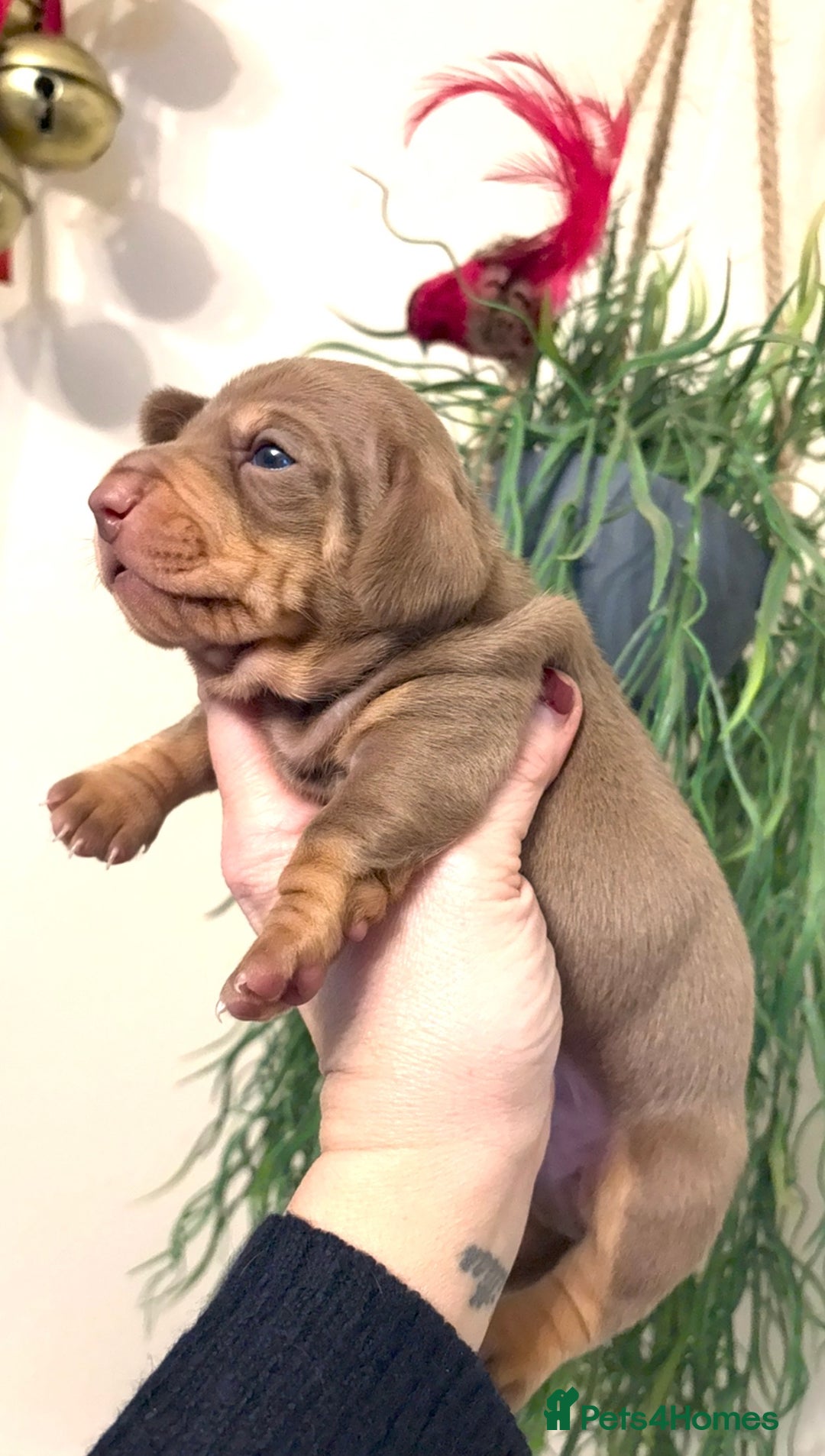 Dachshund dogs for sale: Stunning  pedigree miniature dauchound puppies  - Advert 7