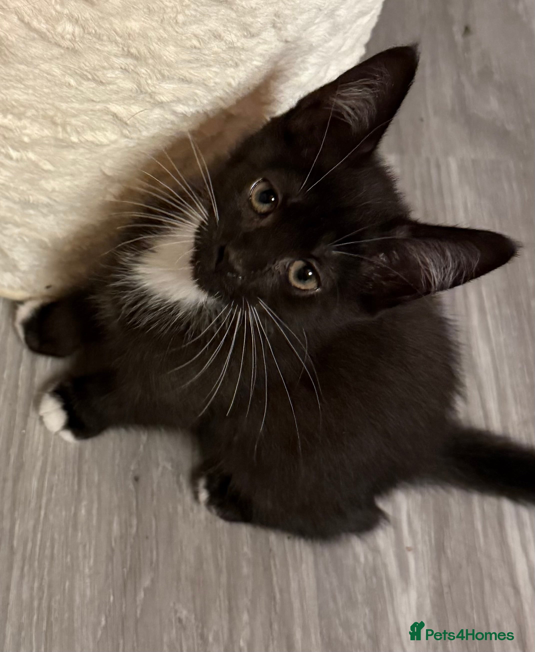 Maine Coon cats Maine Coon Crosses - last 2 girls remaining - Advert 3