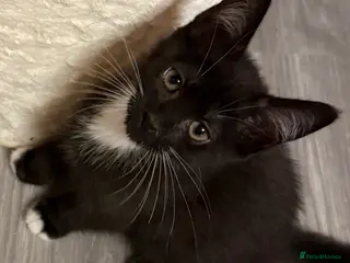 Maine Coon cats Maine Coon Crosses - last 2 girls remaining - Advert 3