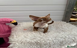 Devon Rex cats for sale: Female Devon Rex cinnamon and white  - Image 4