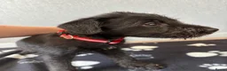 Mixed Breed dogs for sale: 3 Bedlington x whippet puppies  - Advert 5