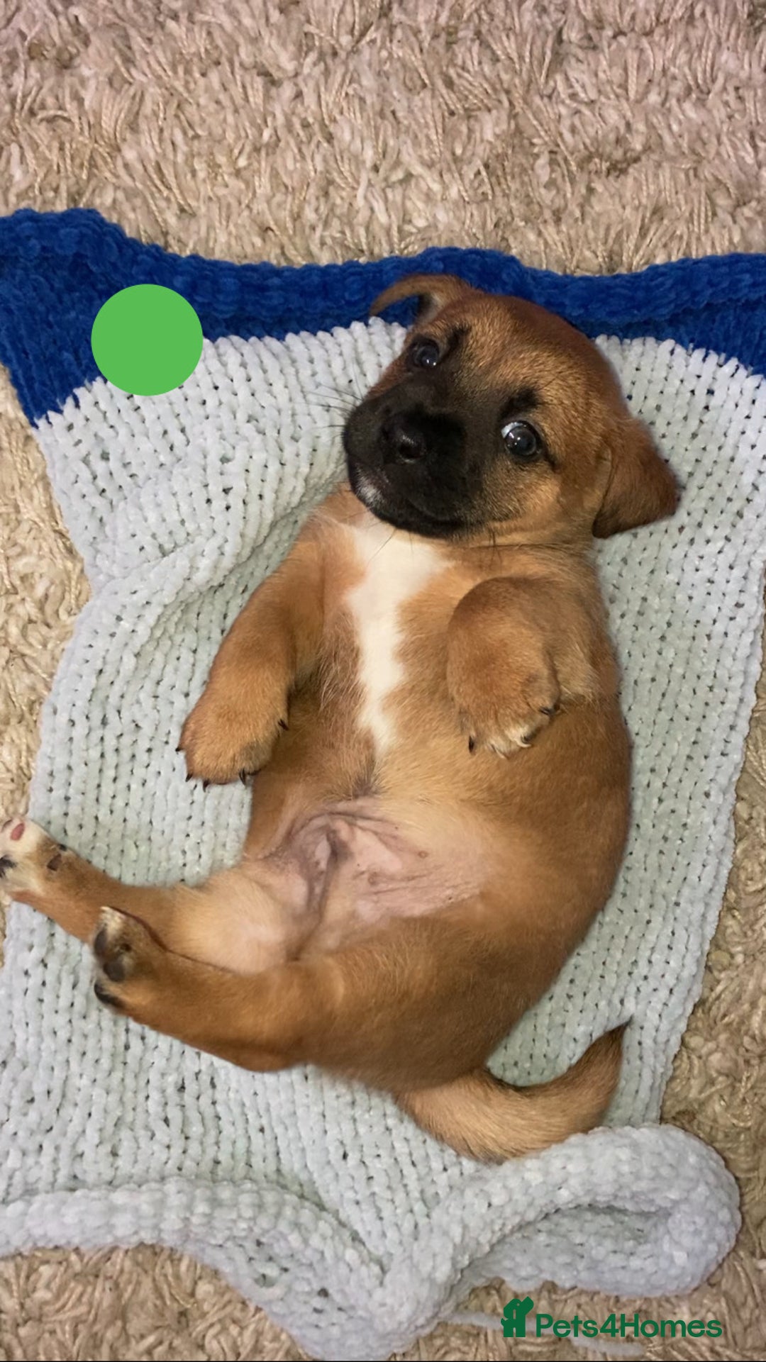 Jack Russell dogs for sale: Boy Jack russell puppies  - Advert 4
